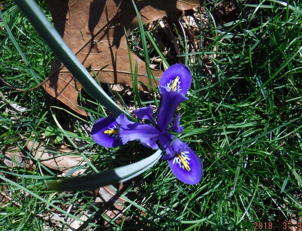 Dwarf Iris